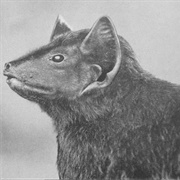 Pel's Pouched Bat