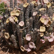 Ghaap (Hoodia Currorii)
