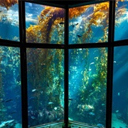 Monterey Bay Aquarium,  California, USA