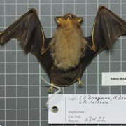 Raffray's Sheath-Tailed Bat