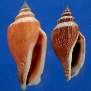 Strombus Urceus