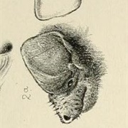 Peters's Wrinkle-Lipped Bat