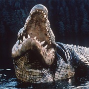 Crocodile (Lake Placid, 1999)