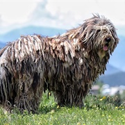Bergamasco Sheepdog