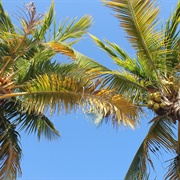 Coconut Blossom Syrup