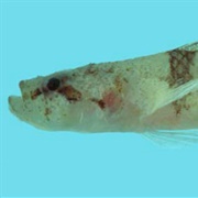 Dabra Goby