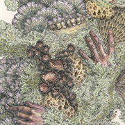 Pyrithe--Monuments to Impermanence