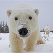 Churchill, Manitoba
