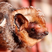 Hawaiian Hoary Bat