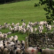 Sheepdog Demonstrations, Hawes