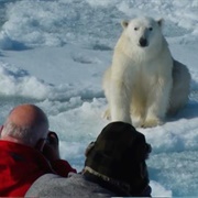 Spotting Polar Bears in Svalbard, Norway