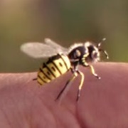 The Bee