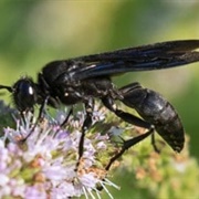 Black Wasp