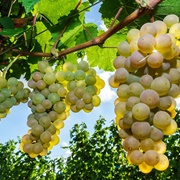 Muscat Grape