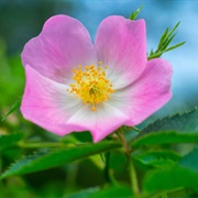 Wild Rose