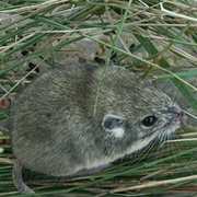 Olive-Backed Pocket Mouse
