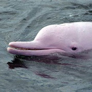 Pink River Dolphin