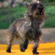 Toto (The Wizard of Oz, 1939)