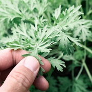 Tree Wormwood (Artemisia Arborescens)