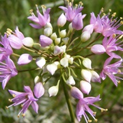 Autumn Onion (Allium Stellatum)