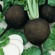 Spanish Black Radish