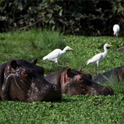 Orango Island, Guinea-Bissau