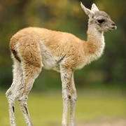 Guanaco Calf