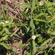 Eclipta Angustata