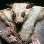 Ratanaworabhan's Fruit Bat