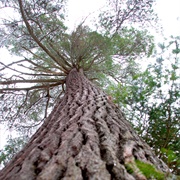 Temagami Pine Trees
