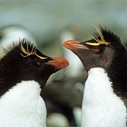 Crested Penguin