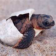 Turtle Hatchling