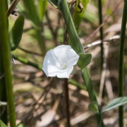 Aniseia Martinicensis