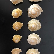 Long Spined Star Shell