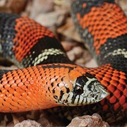 Tri-Colored Hognose