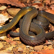 Formosan Odd-Scaled Snake (Taiwan Burrowing Snake)