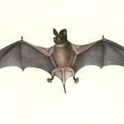 Wrinkle-Lipped Free-Tailed Bat