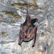 California Leaf-Nosed Bat