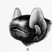 Common Thick-Thumbed Bat