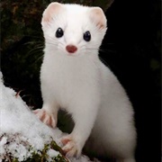 Albino Ermine