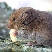 Singing Vole