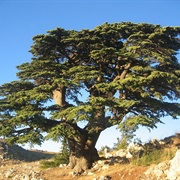 Hike in the Cedars (Lebanon)