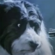 RSPCA Shoot a Dog PSA