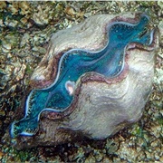 Giant Clam Sanctuary, Samoa