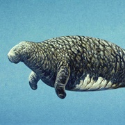 Steller's Sea Cow