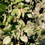 Garas (Dobera Glabra)