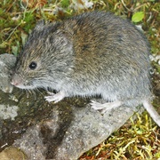 Long-Tailed Vole