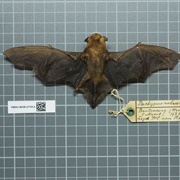 Greater Bamboo Bat