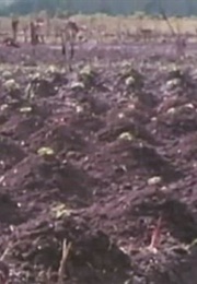 Dani Sweet Potatoes (1974)