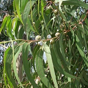 Blue Gum (Eucalyptus Globulus)